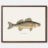 Kökstavla med Gös Poster – Plansch med fisk, skolposter, fiskposter, tavla till kök, köksposter, poster till kök