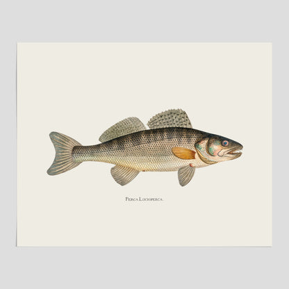 Kökstavla med Gös Poster – Plansch med fisk, skolposter, fiskposter, tavla till kök, köksposter, poster till kök