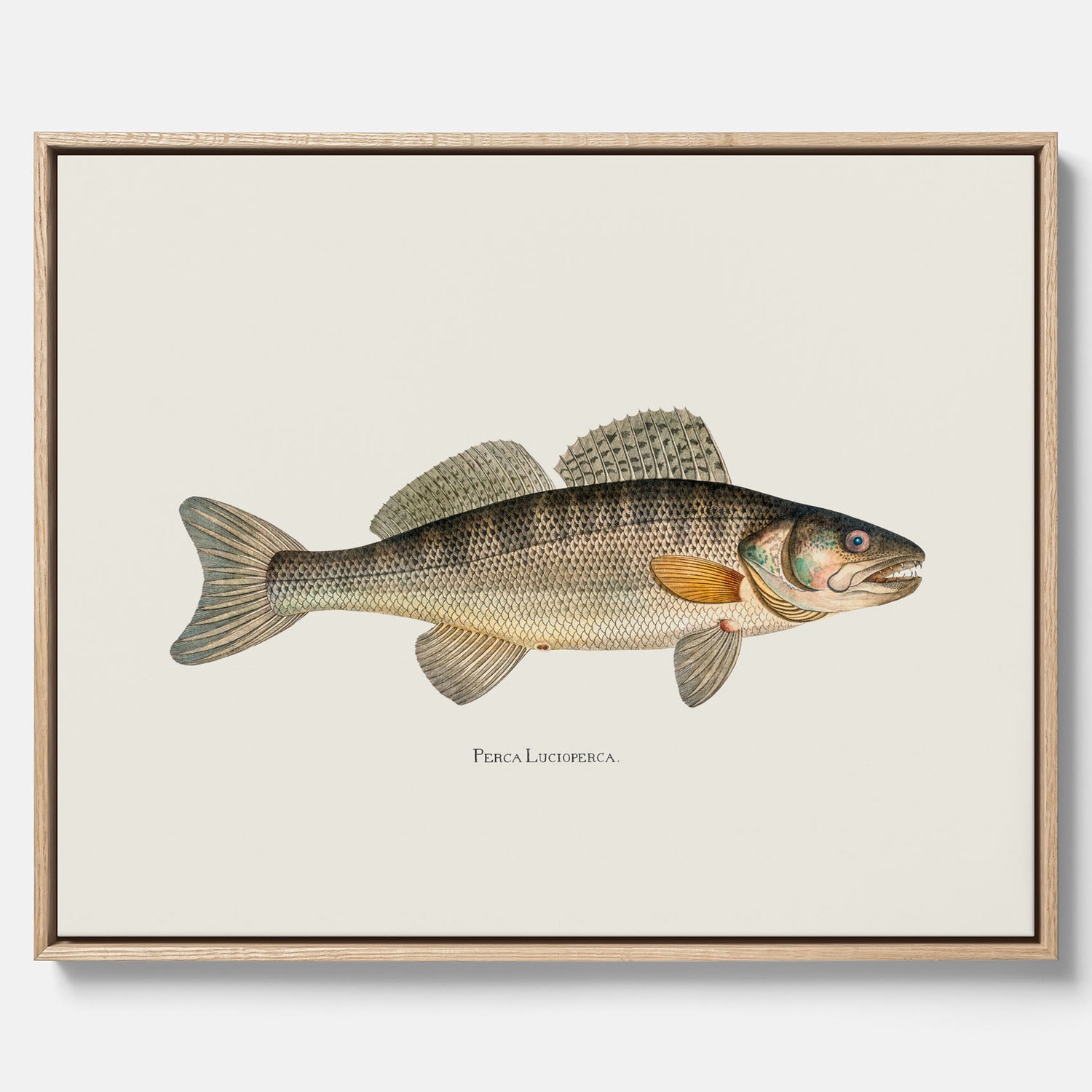 Kökstavla med Gös canvas – Plansch med fisk, skolposter, fiskposter, tavla till kök, köksposter, poster till kök