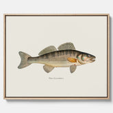 Kökstavla med Gös canvas – Plansch med fisk, skolposter, fiskposter, tavla till kök, köksposter, poster till kök