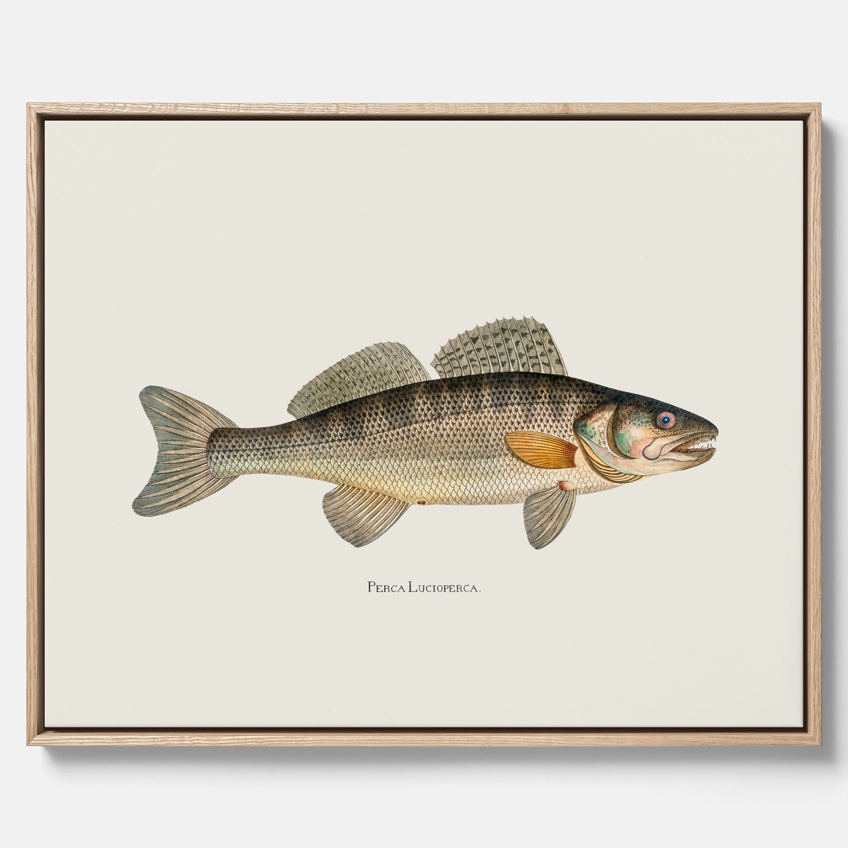 Kökstavla med Gös canvas – Plansch med fisk, skolposter, fiskposter, tavla till kök, köksposter, poster till kök