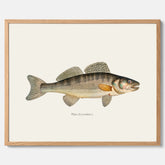 Kökstavla med Gös Poster – Plansch med fisk, skolposter, fiskposter, tavla till kök, köksposter, poster till kök