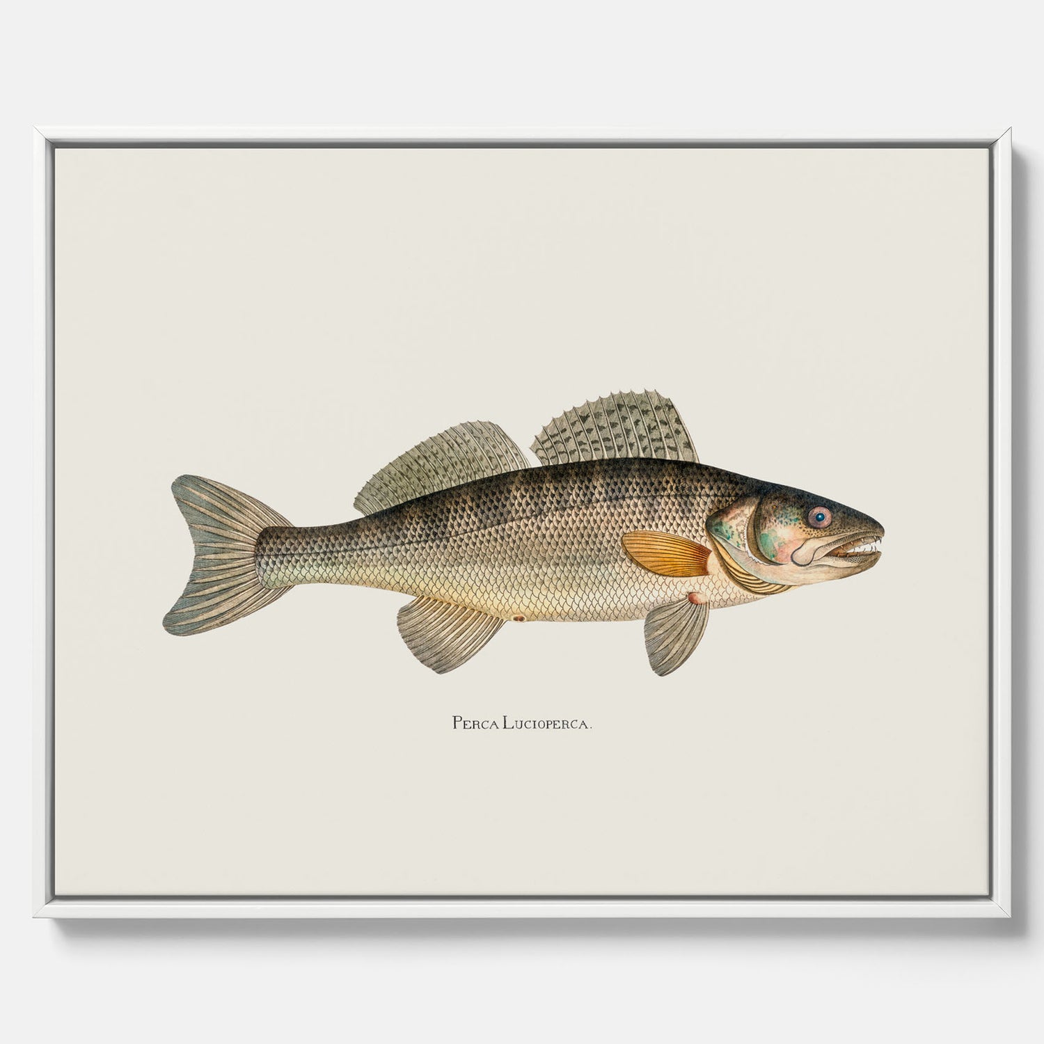 Kökstavla med Gös canvas – Plansch med fisk, skolposter, fiskposter, tavla till kök, köksposter, poster till kök