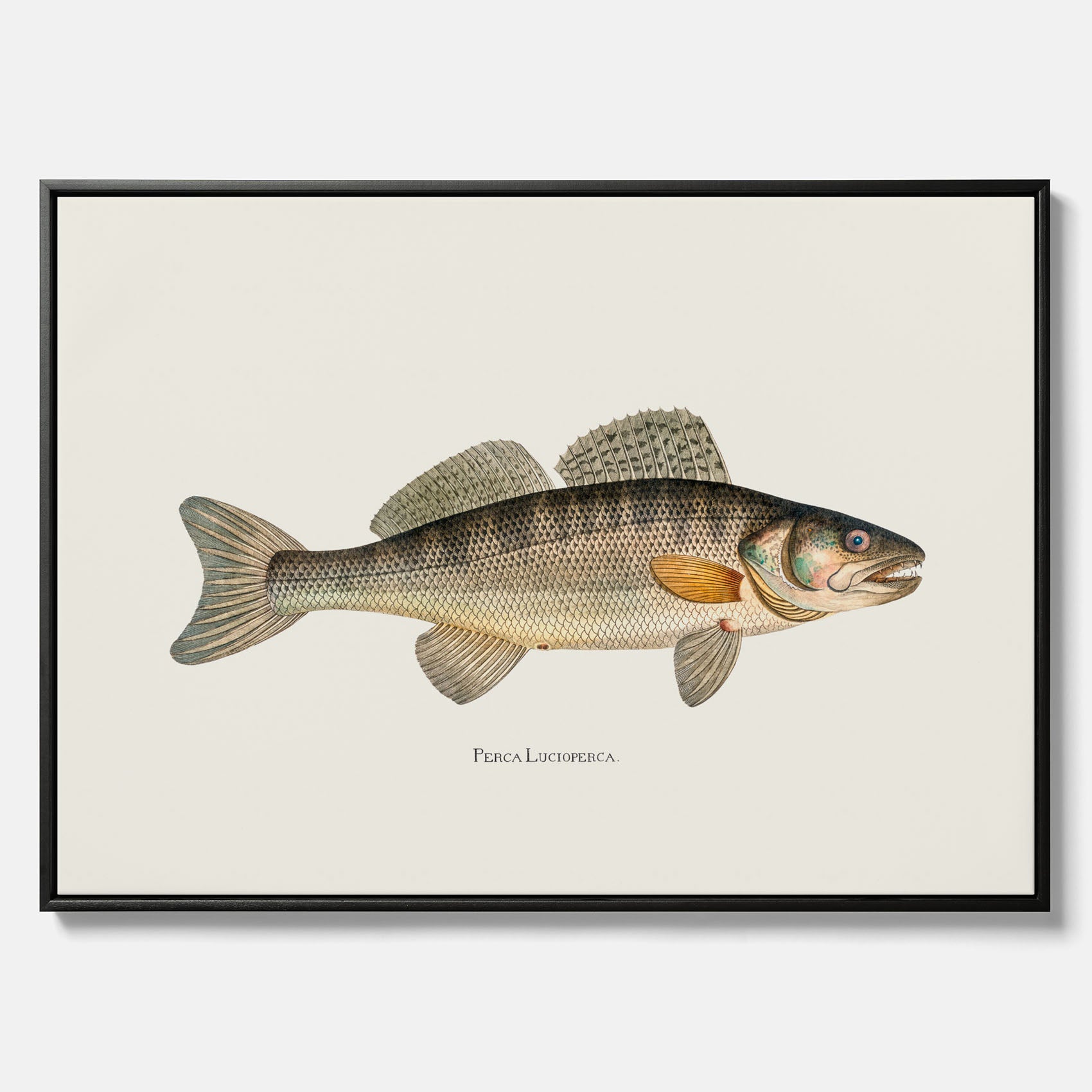Kökstavla med Gös canvas – Plansch med fisk, skolposter, fiskposter, tavla till kök, köksposter, poster till kök