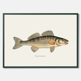 Kökstavla med Gös Poster – Plansch med fisk, skolposter, fiskposter, tavla till kök, köksposter, poster till kök