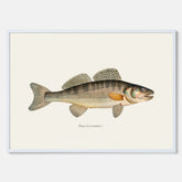 Kökstavla med Gös Poster – Plansch med fisk, skolposter, fiskposter, tavla till kök, köksposter, poster till kök