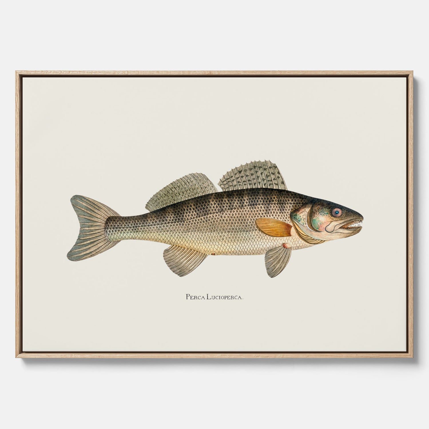 Kökstavla med Gös canvas – Plansch med fisk, skolposter, fiskposter, tavla till kök, köksposter, poster till kök