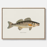 Kökstavla med Gös canvas – Plansch med fisk, skolposter, fiskposter, tavla till kök, köksposter, poster till kök