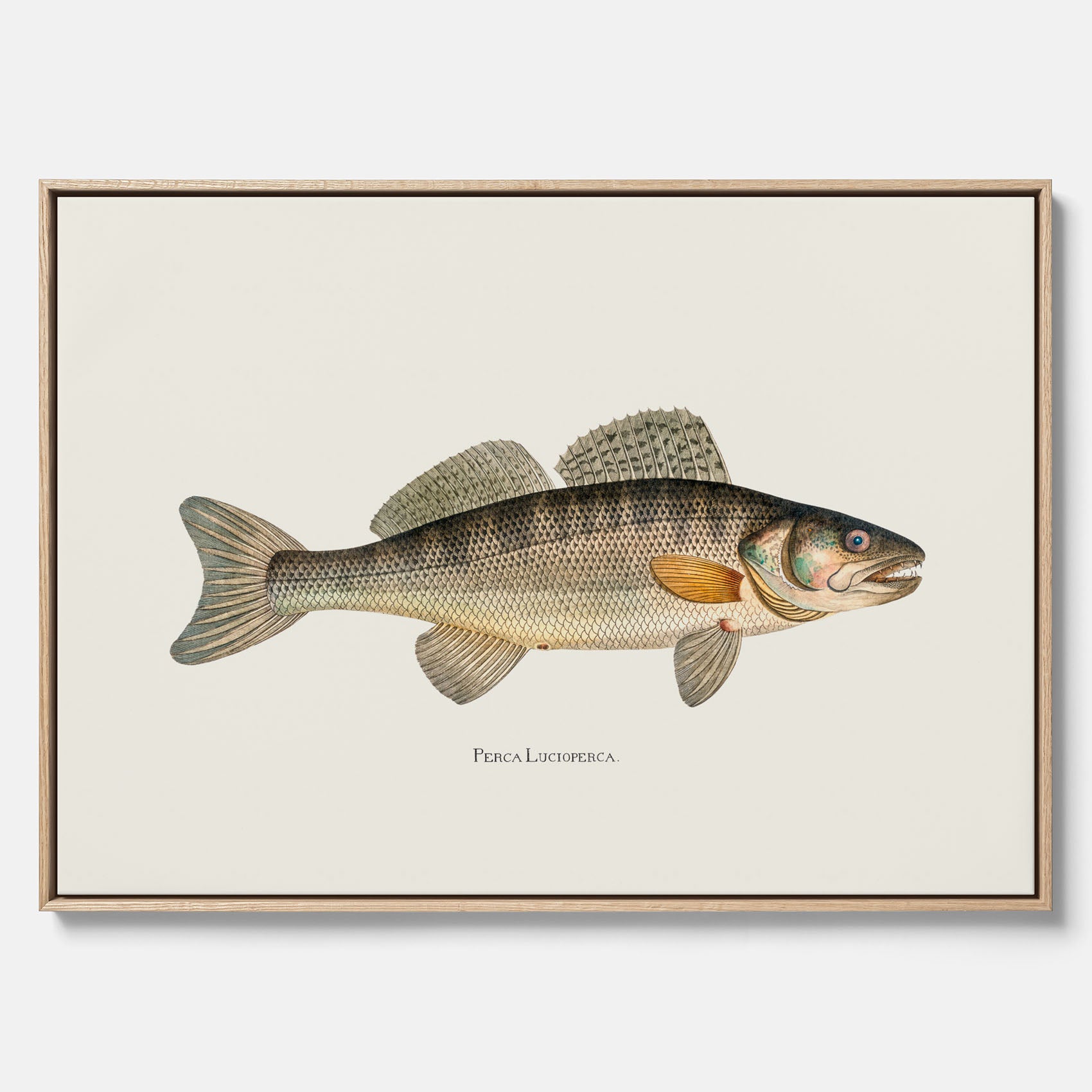 Kökstavla med Gös canvas – Plansch med fisk, skolposter, fiskposter, tavla till kök, köksposter, poster till kök