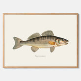 Kökstavla med Gös Poster – Plansch med fisk, skolposter, fiskposter, tavla till kök, köksposter, poster till kök