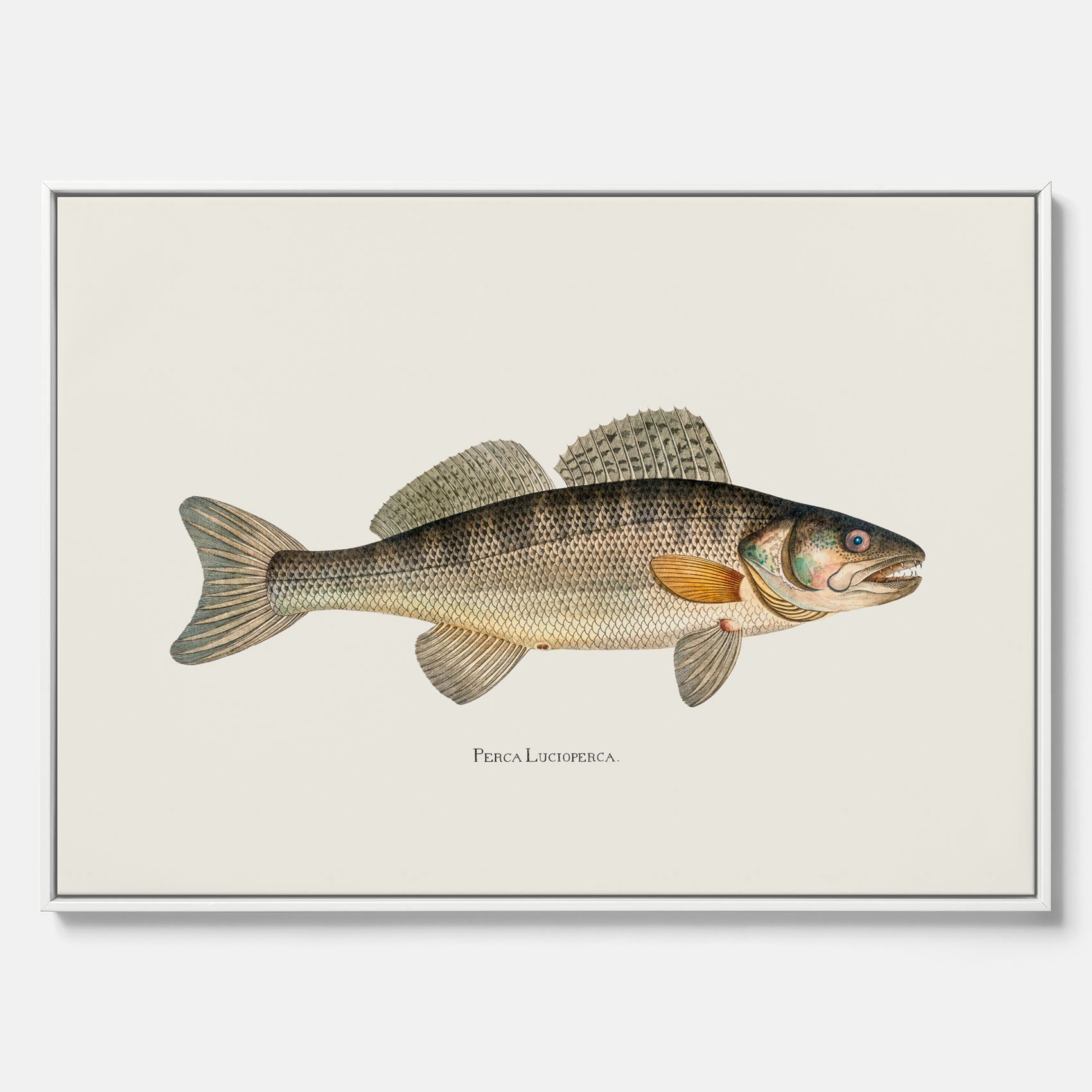 Kökstavla med Gös canvas – Plansch med fisk, skolposter, fiskposter, tavla till kök, köksposter, poster till kök