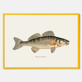 Kökstavla med Gös Poster – Plansch med fisk, skolposter, fiskposter, tavla till kök, köksposter, poster till kök