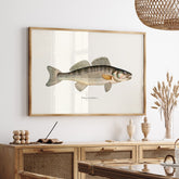 Kökstavla med Gös Poster – Plansch med fisk, skolposter, fiskposter, tavla till kök, köksposter, poster till kök