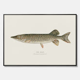 Kökstavla på canvas med en Gädda Poster - Fiskposter, skolposter med fisk, tavla till kök, poster till kök