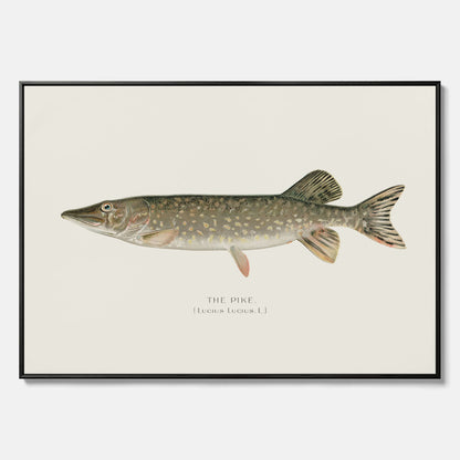 Kökstavla på canvas med en Gädda Poster - Fiskposter, skolposter med fisk, tavla till kök, poster till kök