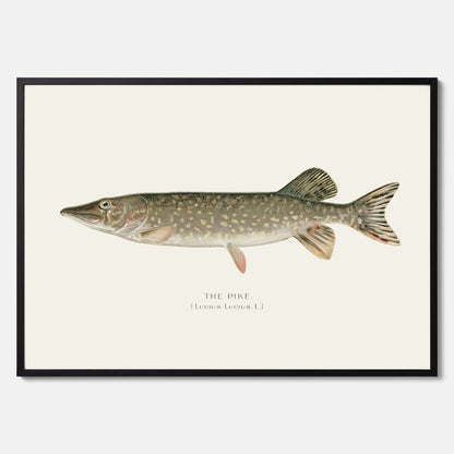 Kökstavla med en Gädda Poster - Fiskposter, skolposter med fisk, tavla till kök, poster till kök