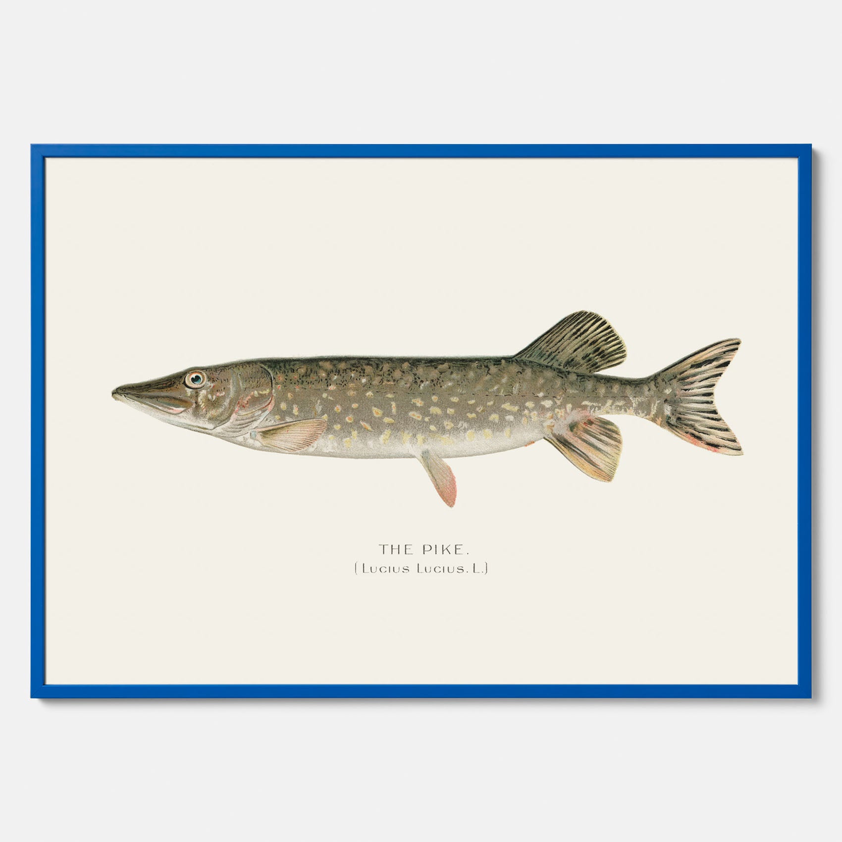 Kökstavla med en Gädda Poster - Fiskposter, skolposter med fisk, tavla till kök, poster till kök