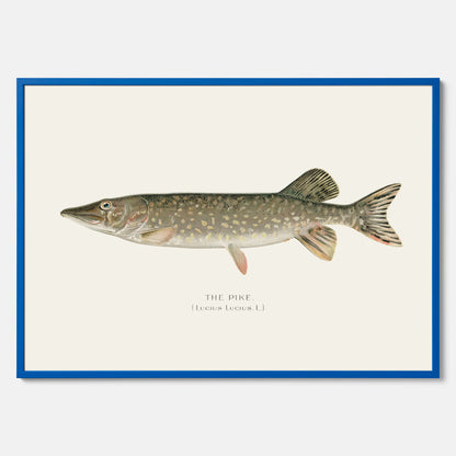Kökstavla med en Gädda Poster - Fiskposter, skolposter med fisk, tavla till kök, poster till kök