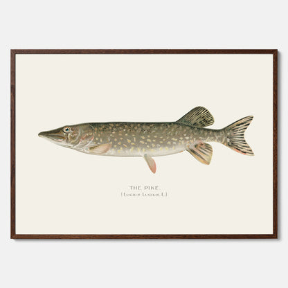 Kökstavla med en Gädda Poster - Fiskposter, skolposter med fisk, tavla till kök, poster till kök
