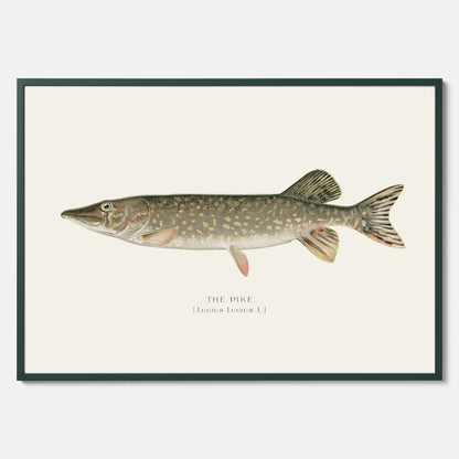 Kökstavla med en Gädda Poster - Fiskposter, skolposter med fisk, tavla till kök, poster till kök