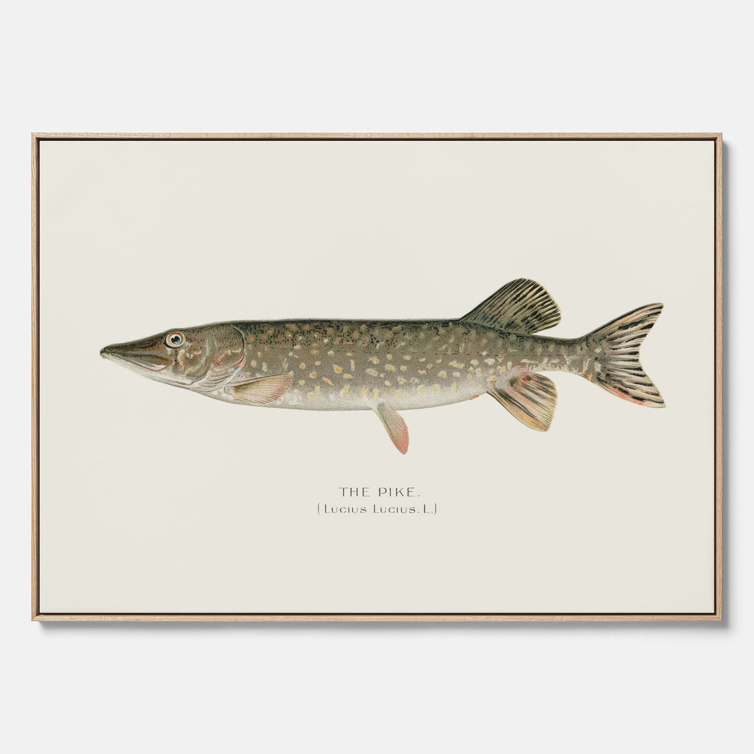 Kökstavla på canvas med en Gädda Poster - Fiskposter, skolposter med fisk, tavla till kök, poster till kök