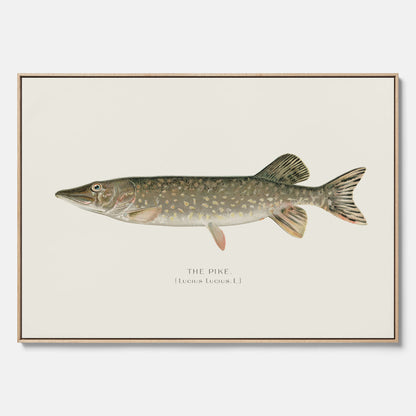 Kökstavla på canvas med en Gädda Poster - Fiskposter, skolposter med fisk, tavla till kök, poster till kök