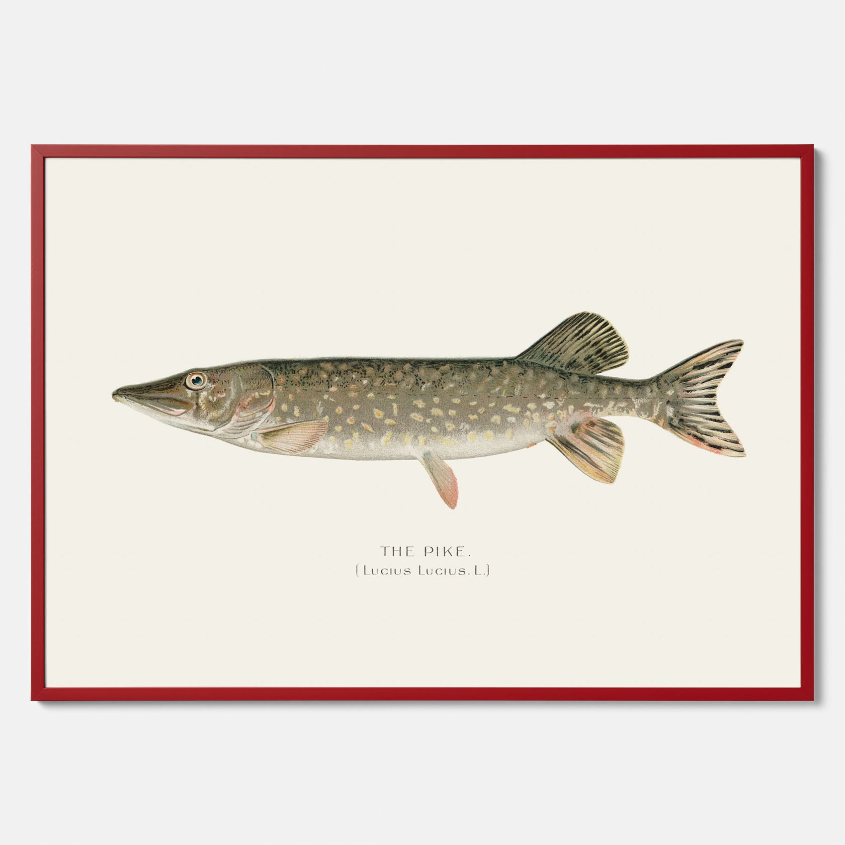 Kökstavla med en Gädda Poster - Fiskposter, skolposter med fisk, tavla till kök, poster till kök