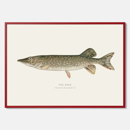 Kökstavla med en Gädda Poster - Fiskposter, skolposter med fisk, tavla till kök, poster till kök