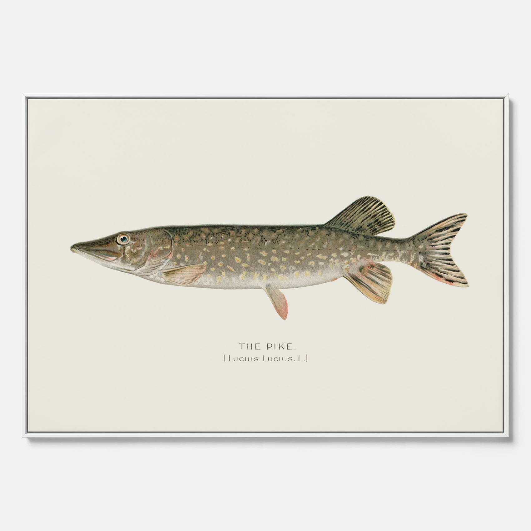 Kökstavla på canvas med en Gädda Poster - Fiskposter, skolposter med fisk, tavla till kök, poster till kök