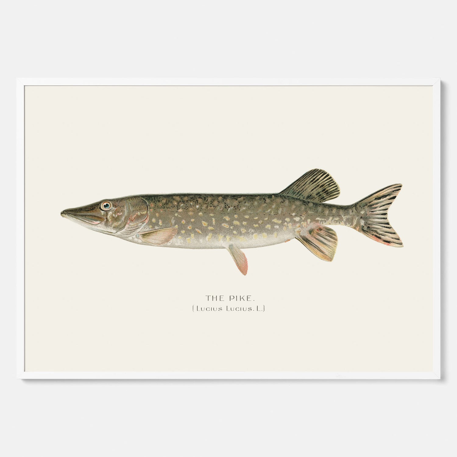 Kökstavla med en Gädda Poster - Fiskposter, skolposter med fisk, tavla till kök, poster till kök