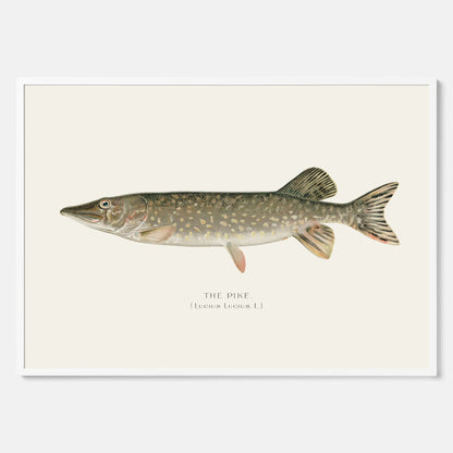 Kökstavla med en Gädda Poster - Fiskposter, skolposter med fisk, tavla till kök, poster till kök