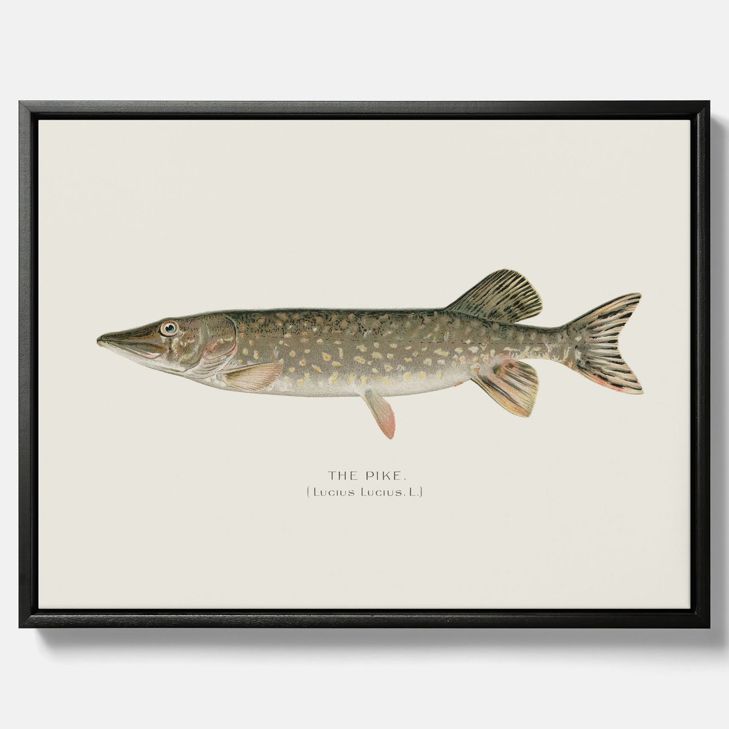 Kökstavla på canvas med en Gädda Poster - Fiskposter, skolposter med fisk, tavla till kök, poster till kök