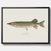 Kökstavla på canvas med en Gädda Poster - Fiskposter, skolposter med fisk, tavla till kök, poster till kök