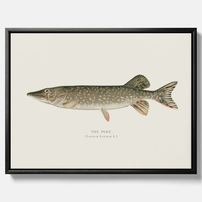 Kökstavla på canvas med en Gädda Poster - Fiskposter, skolposter med fisk, tavla till kök, poster till kök