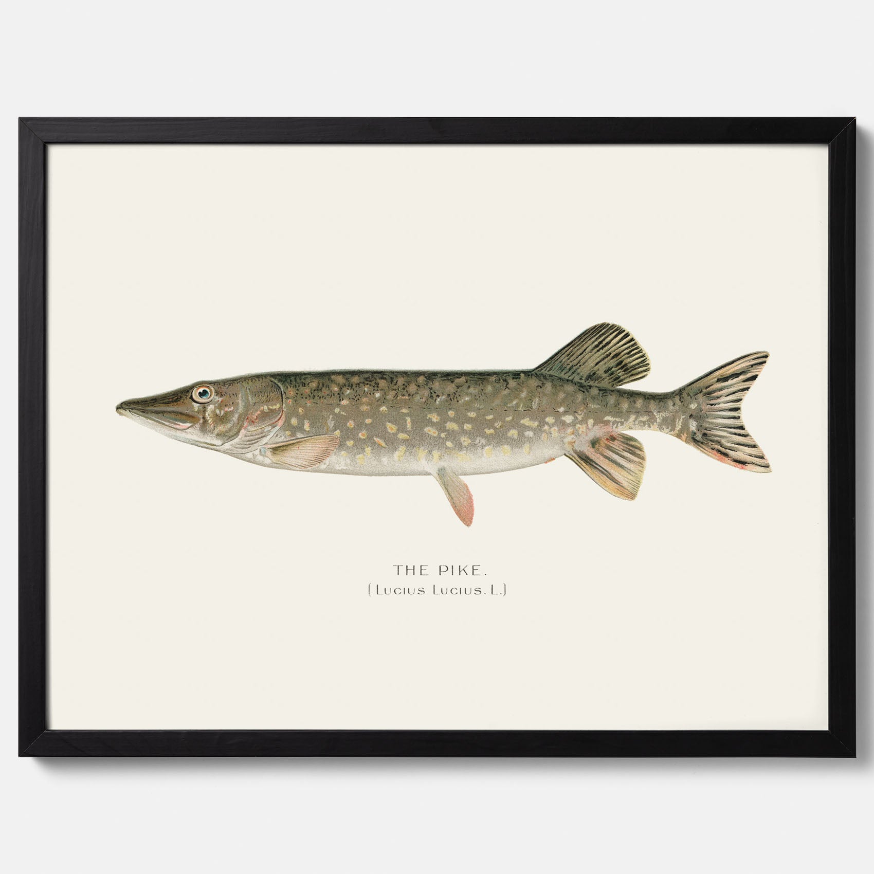 Kökstavla med en Gädda Poster - Fiskposter, skolposter med fisk, tavla till kök, poster till kök