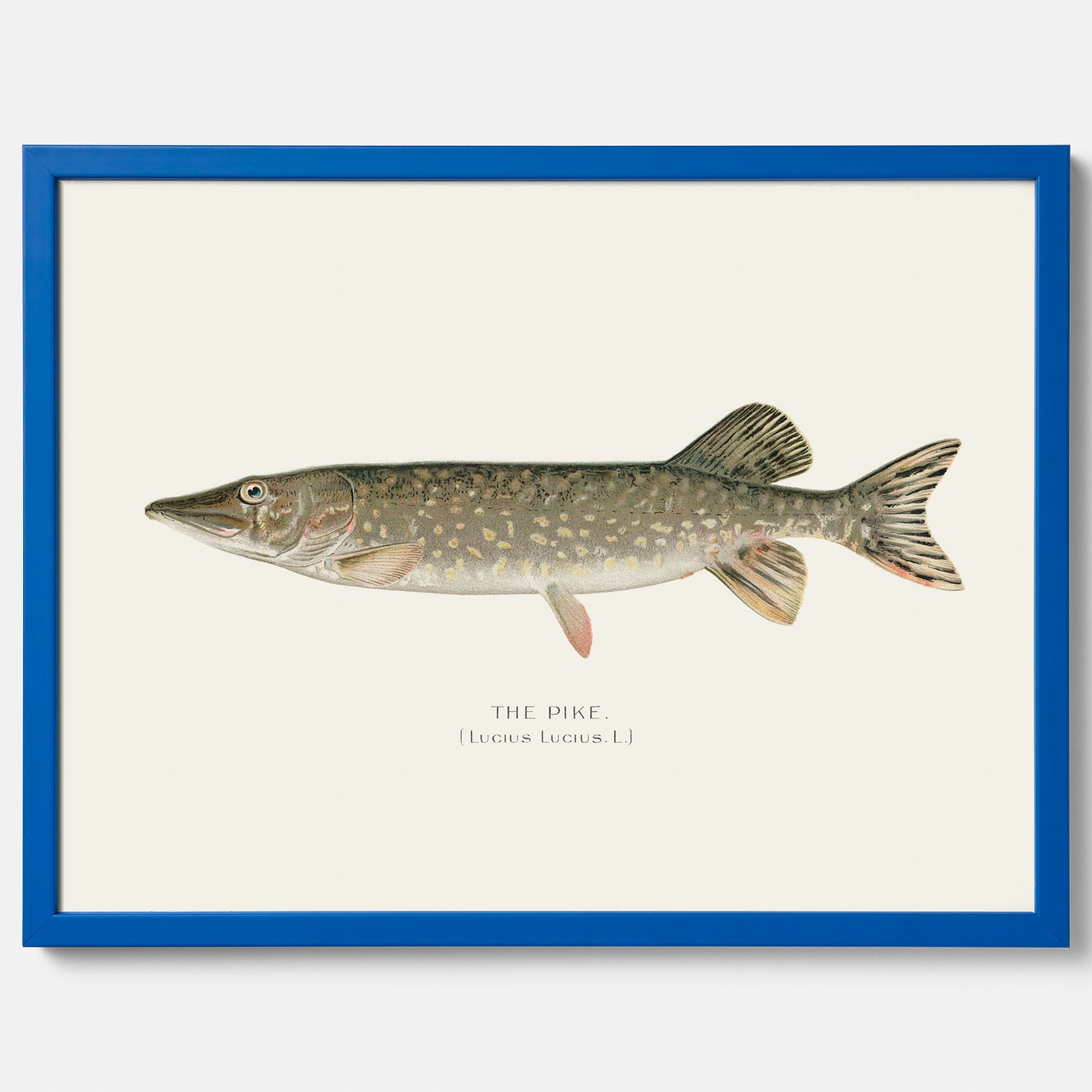 Kökstavla med en Gädda Poster - Fiskposter, skolposter med fisk, tavla till kök, poster till kök