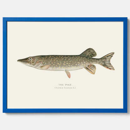Kökstavla med en Gädda Poster - Fiskposter, skolposter med fisk, tavla till kök, poster till kök