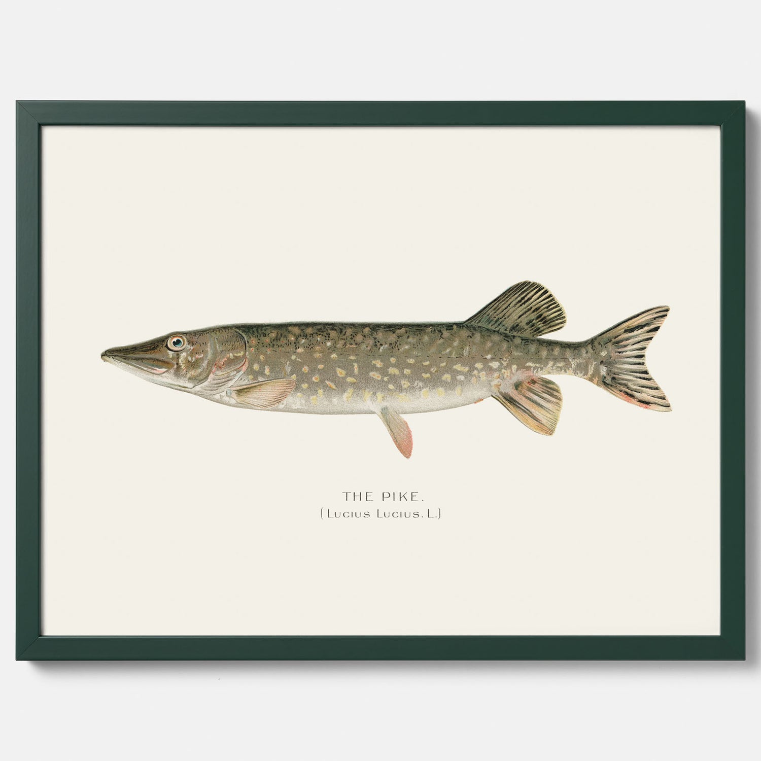 Kökstavla med en Gädda Poster - Fiskposter, skolposter med fisk, tavla till kök, poster till kök