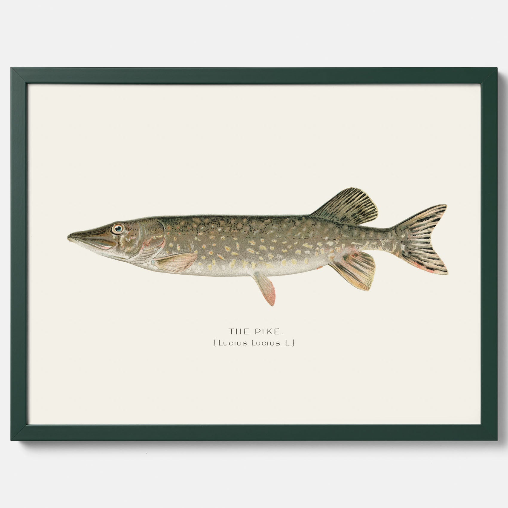Kökstavla med en Gädda Poster - Fiskposter, skolposter med fisk, tavla till kök, poster till kök