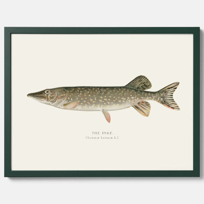 Kökstavla med en Gädda Poster - Fiskposter, skolposter med fisk, tavla till kök, poster till kök