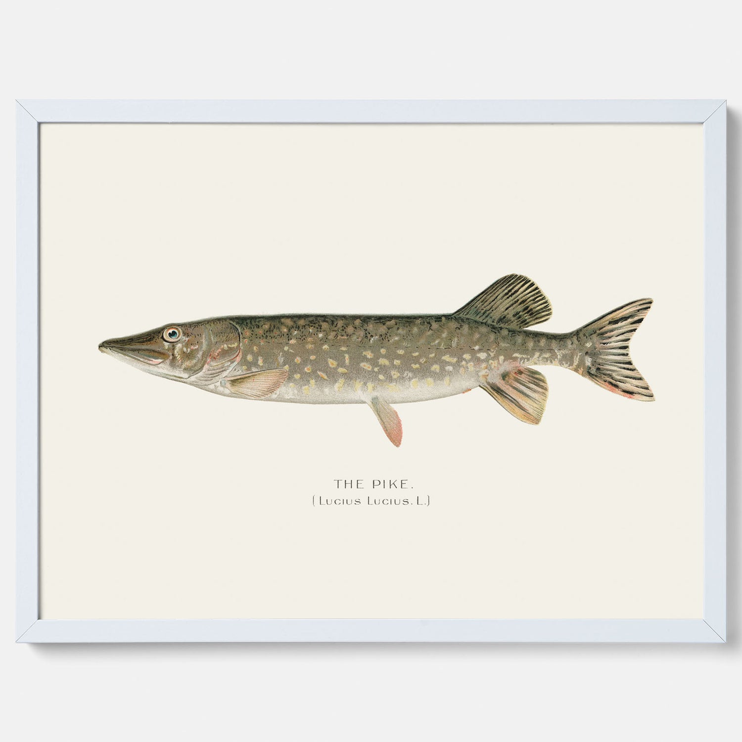 Kökstavla med en Gädda Poster - Fiskposter, skolposter med fisk, tavla till kök, poster till kök