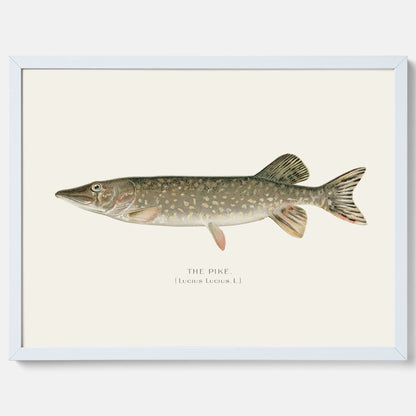 Kökstavla med en Gädda Poster - Fiskposter, skolposter med fisk, tavla till kök, poster till kök