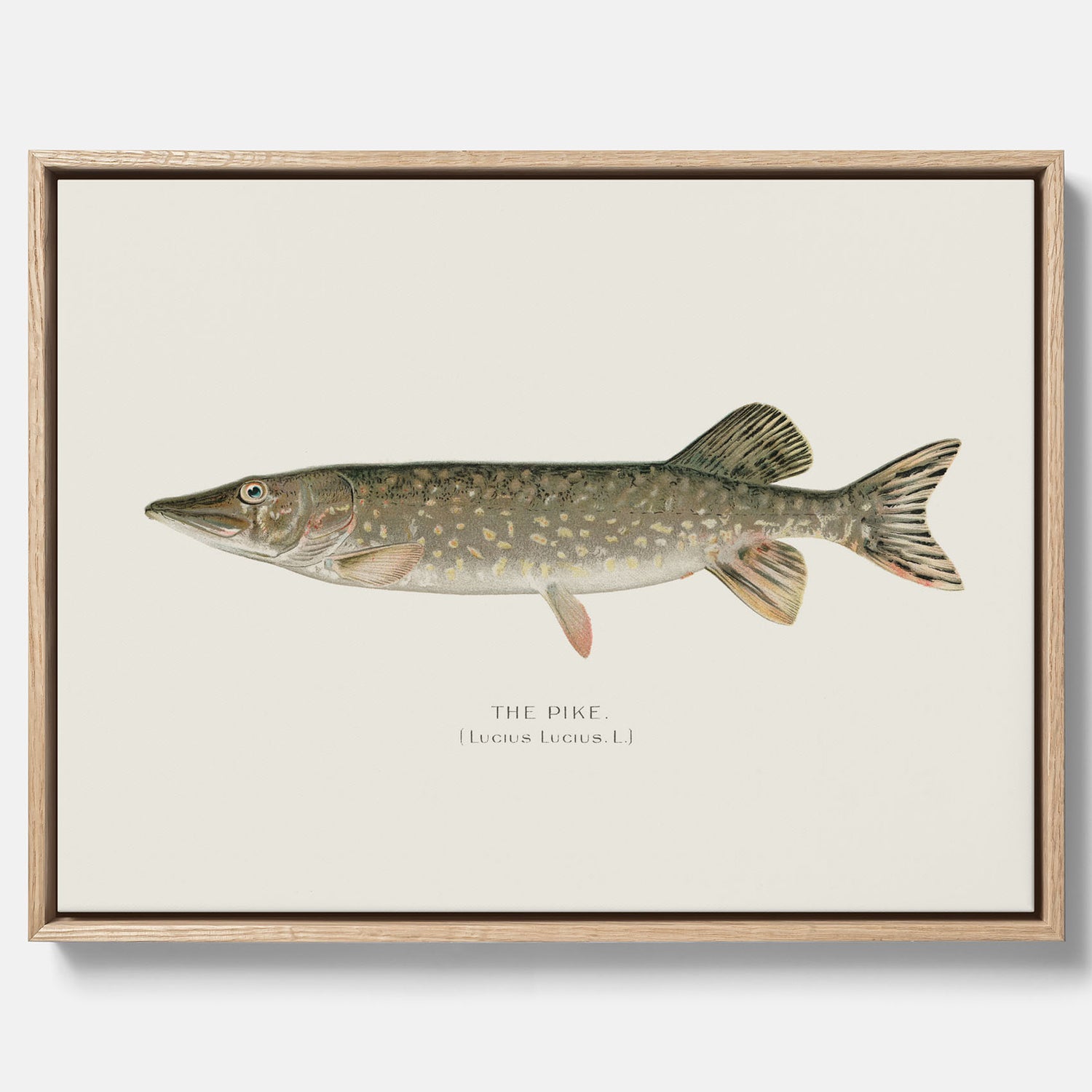 Kökstavla på canvas med en Gädda Poster - Fiskposter, skolposter med fisk, tavla till kök, poster till kök
