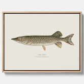 Kökstavla på canvas med en Gädda Poster - Fiskposter, skolposter med fisk, tavla till kök, poster till kök