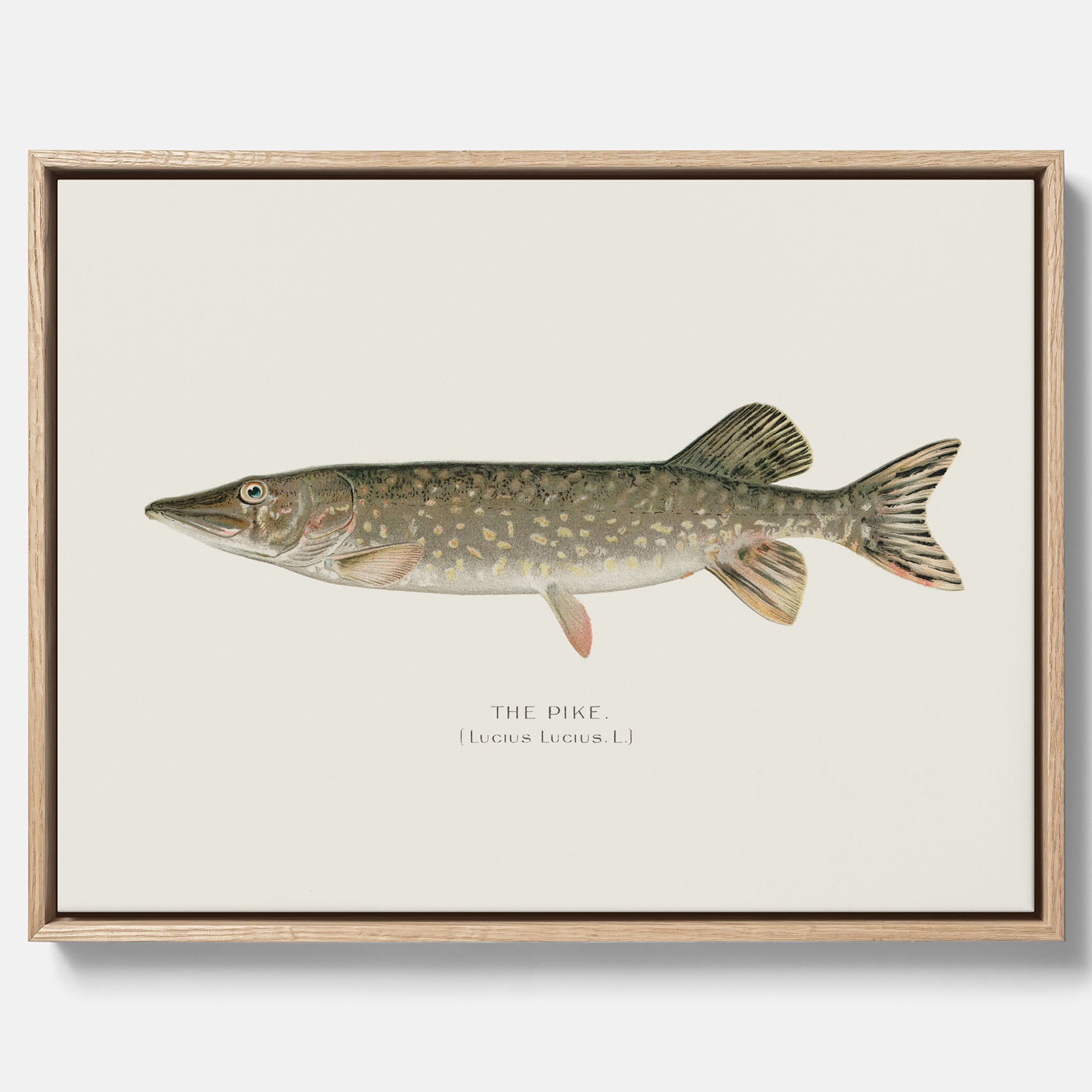 Kökstavla på canvas med en Gädda Poster - Fiskposter, skolposter med fisk, tavla till kök, poster till kök
