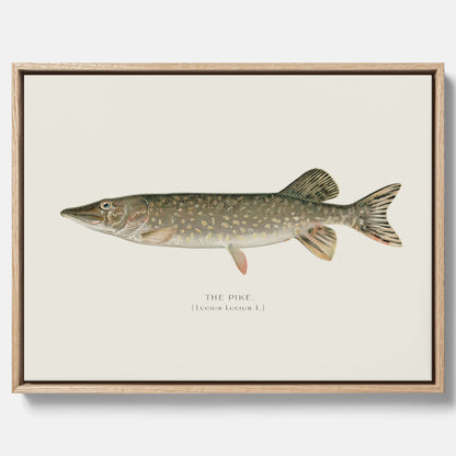 Kökstavla på canvas med en Gädda Poster - Fiskposter, skolposter med fisk, tavla till kök, poster till kök