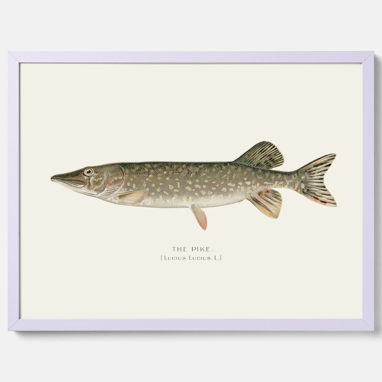 Kökstavla med en Gädda Poster - Fiskposter, skolposter med fisk, tavla till kök, poster till kök