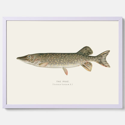 Kökstavla med en Gädda Poster - Fiskposter, skolposter med fisk, tavla till kök, poster till kök