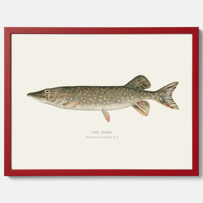 Kökstavla med en Gädda Poster - Fiskposter, skolposter med fisk, tavla till kök, poster till kök