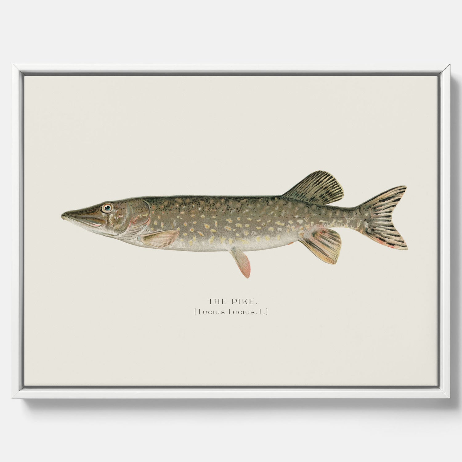 Kökstavla på canvas med en Gädda Poster - Fiskposter, skolposter med fisk, tavla till kök, poster till kök